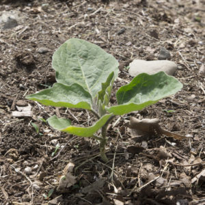 Vegetable leaves sprouting from the ground.