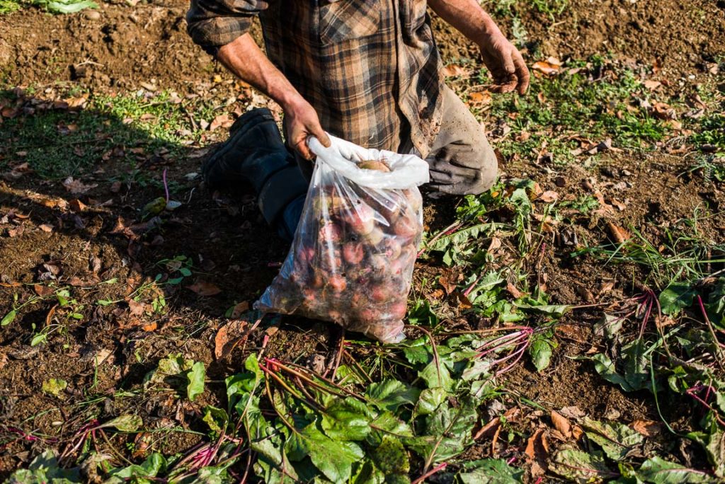 Root vegetables being harvested into a bag.