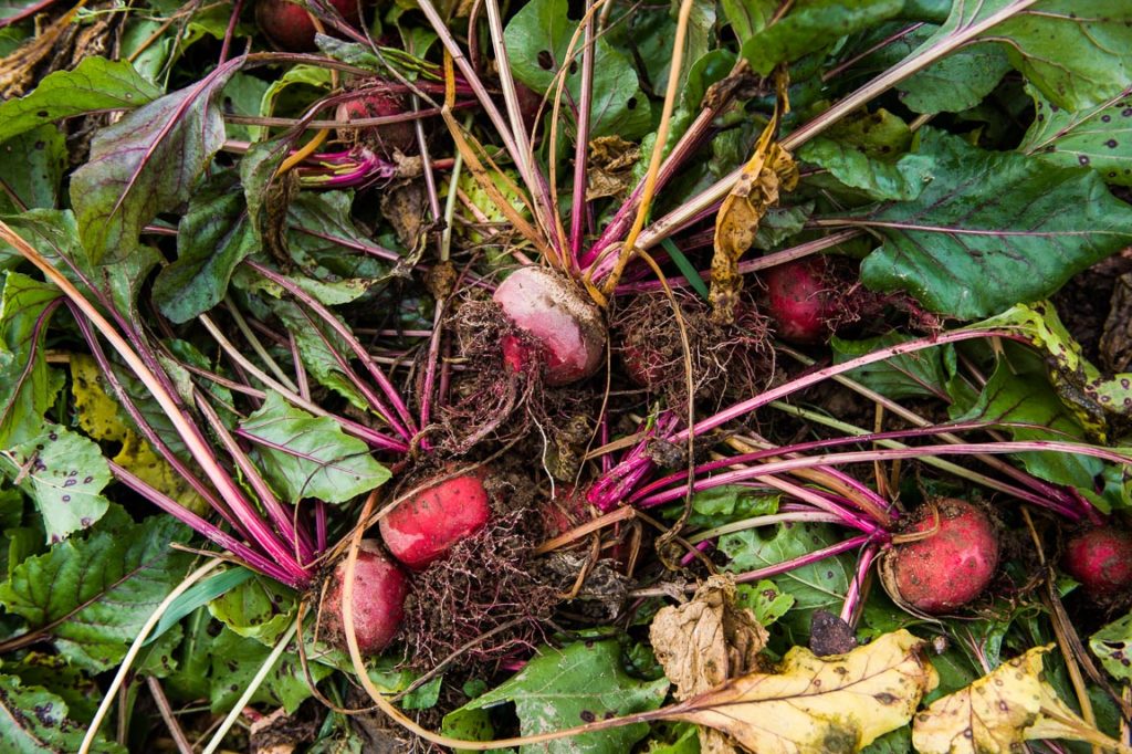 Freshly harvested beets at a Veggies For All organized harvest, Unity Maine