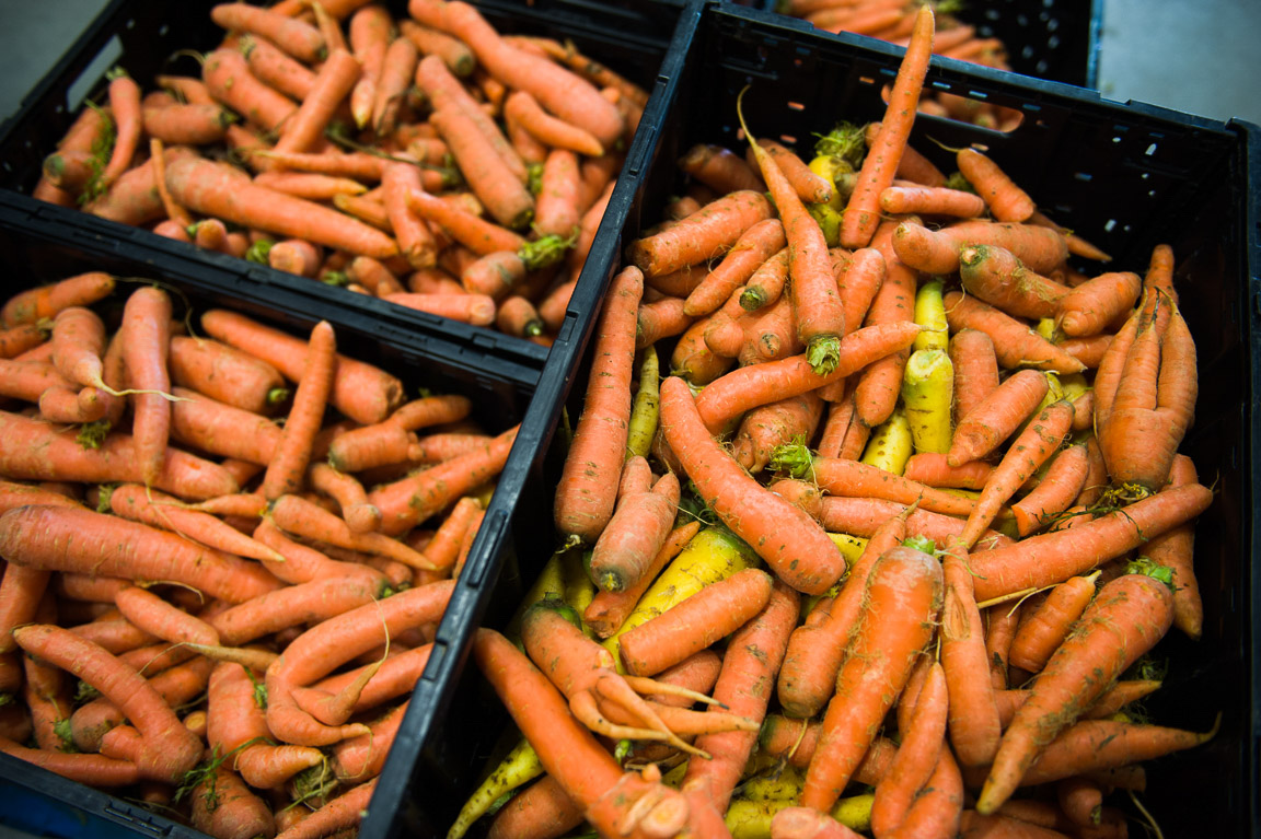 Maine grown carrots in crates, being processed at the Good Shepherd Food Bank.