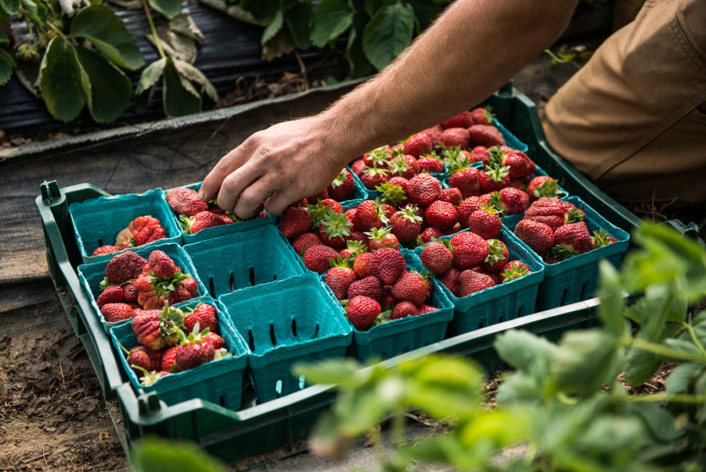 Pint containers being filled with harvested strawberries at Six River Farm, Bowdoin, Maine.