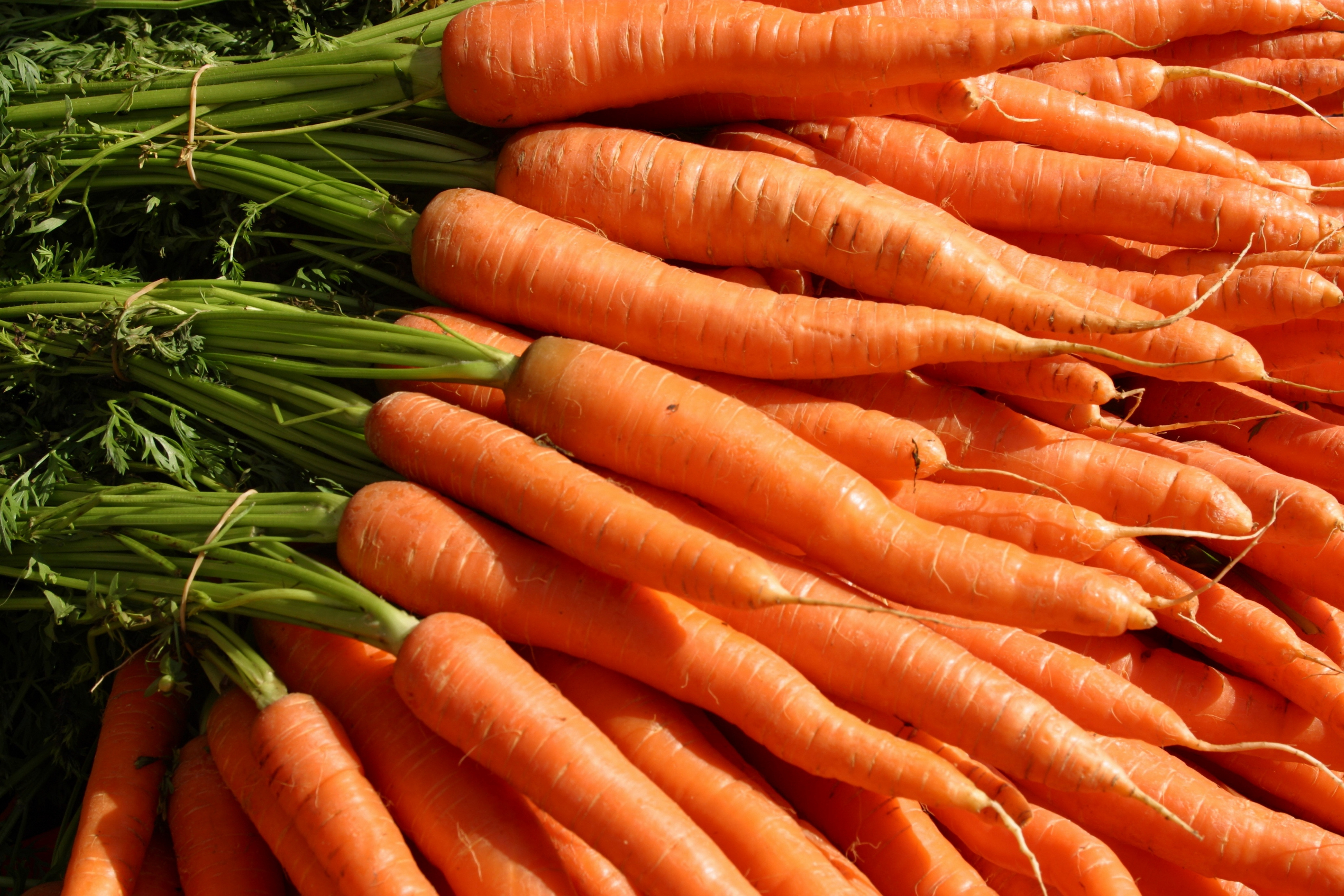 Several bunches of carrots.