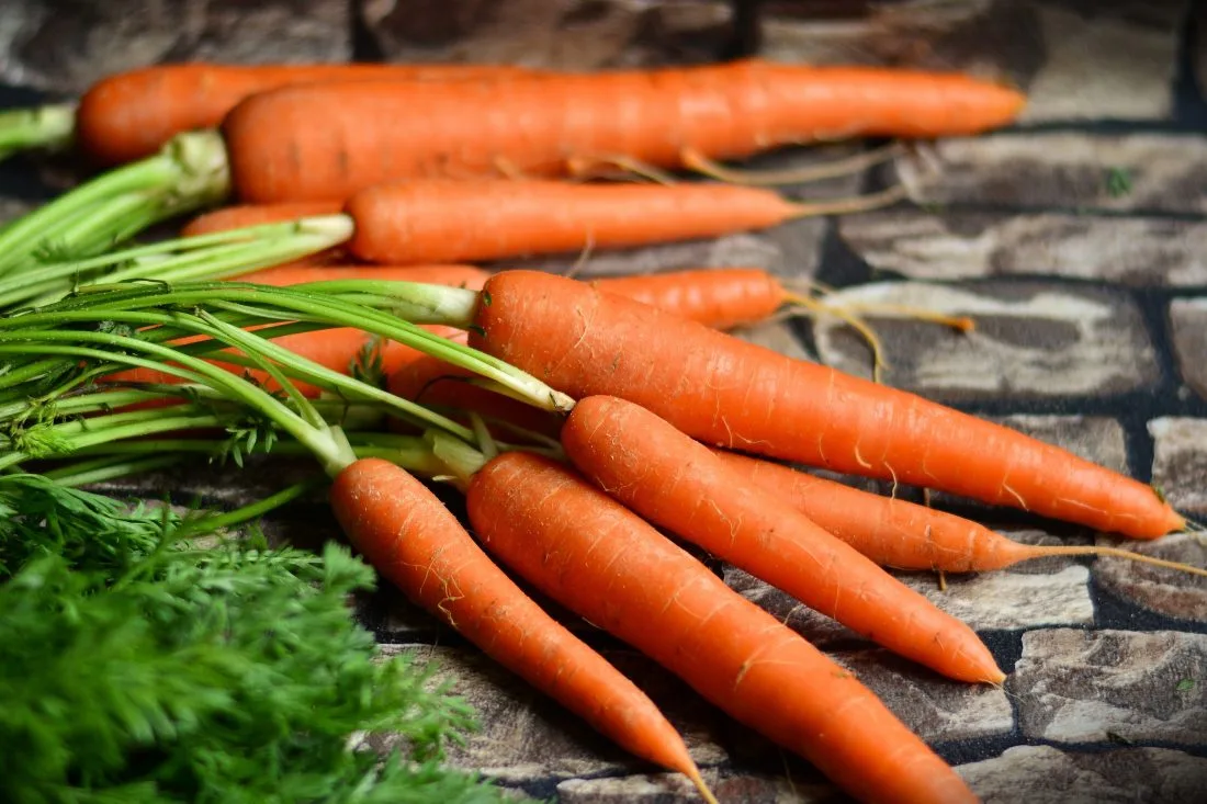 A bunch of carrots lay on a table cloth.