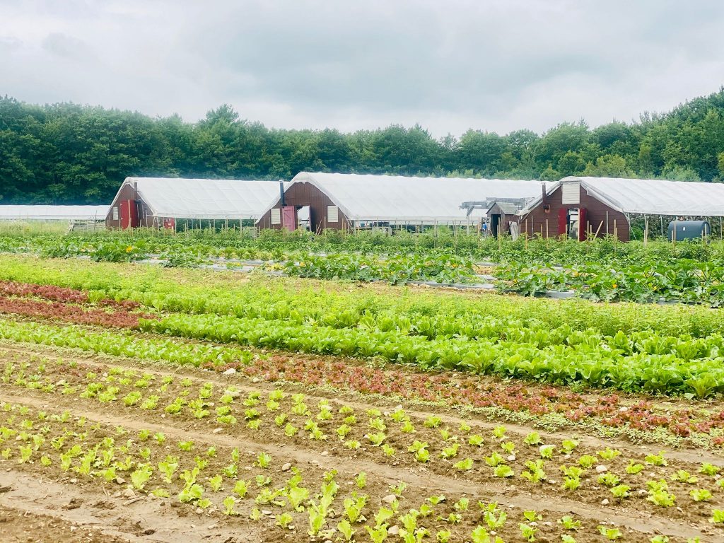 Chipman Farms fields of small plants with three large red greenhouses