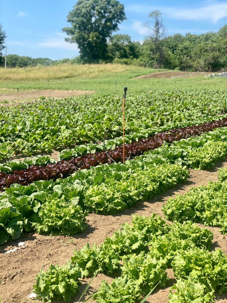 Rows of green crops with a blue sky