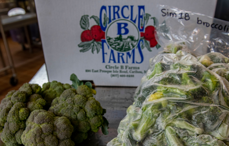 Harvesting Good - Circle B Farms Broccoli