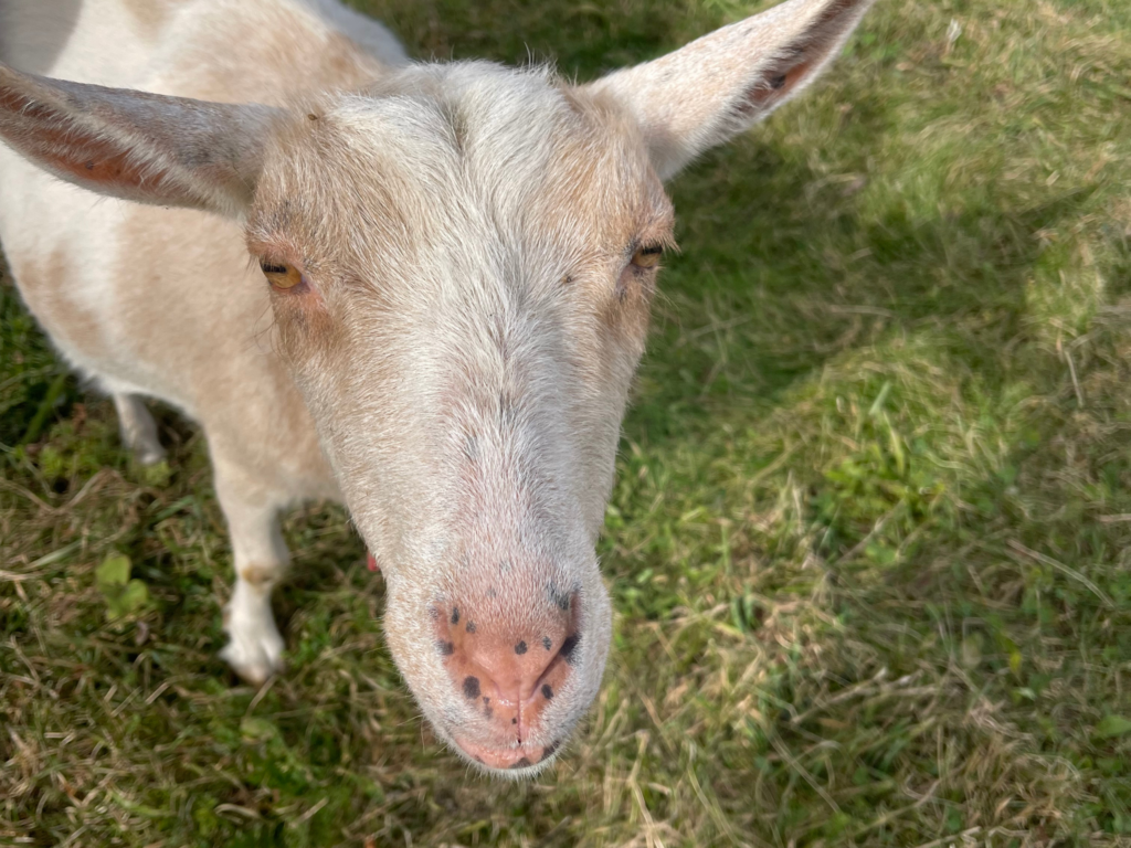 Goat at Ummah Farms