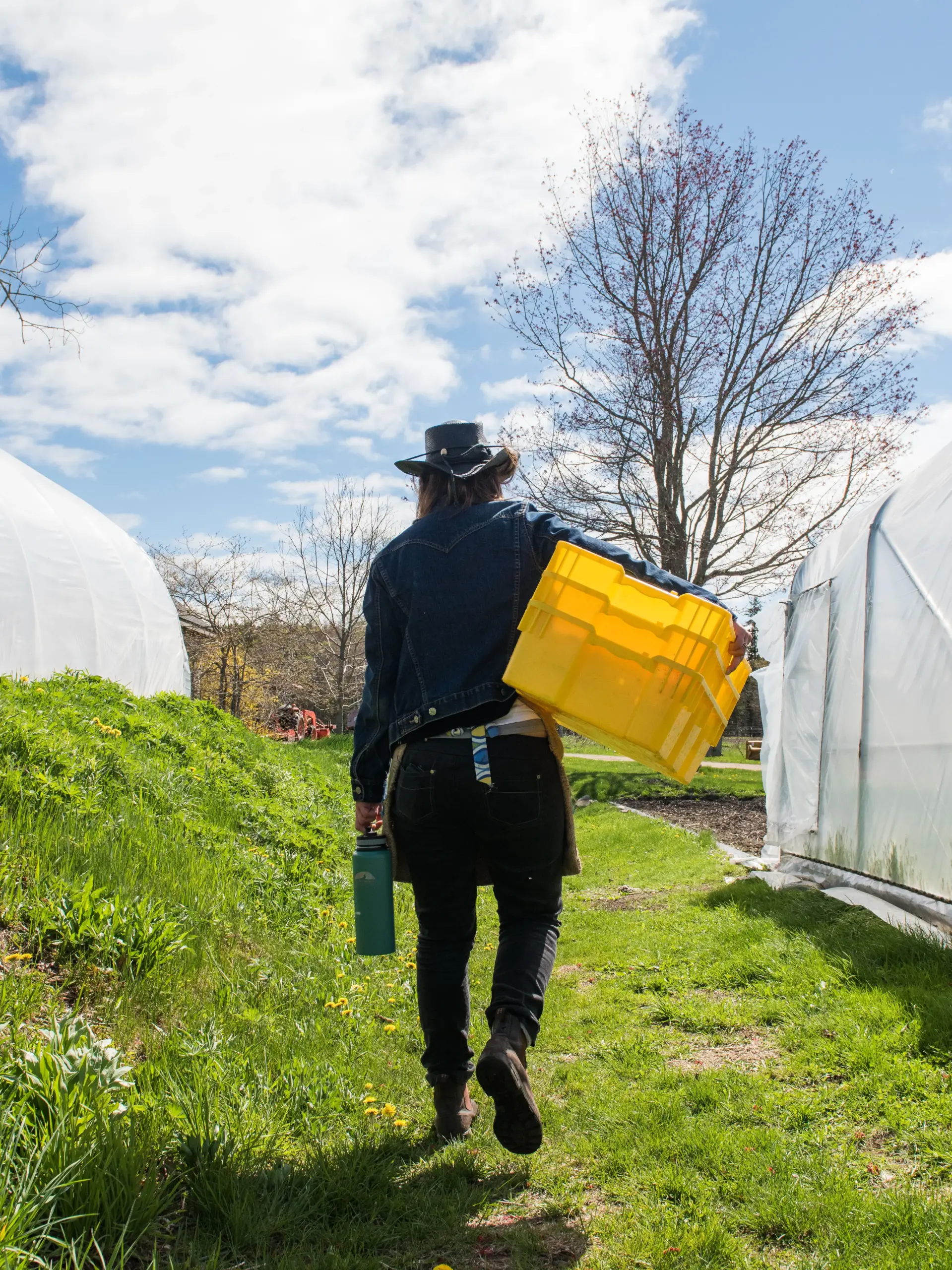 Hannah Semler of Healthy Acadia heads off to glean spinach at Four Season Farm, Harborside, ME