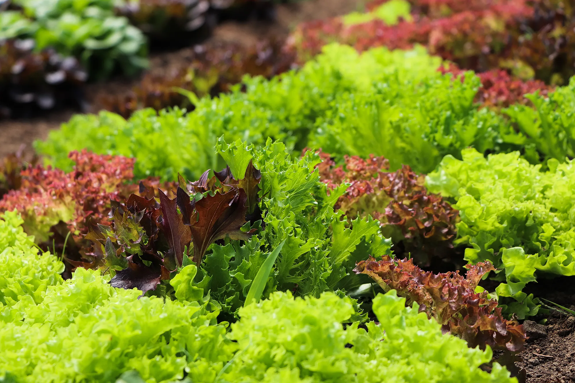 Close up of a row of growing leafy greens.