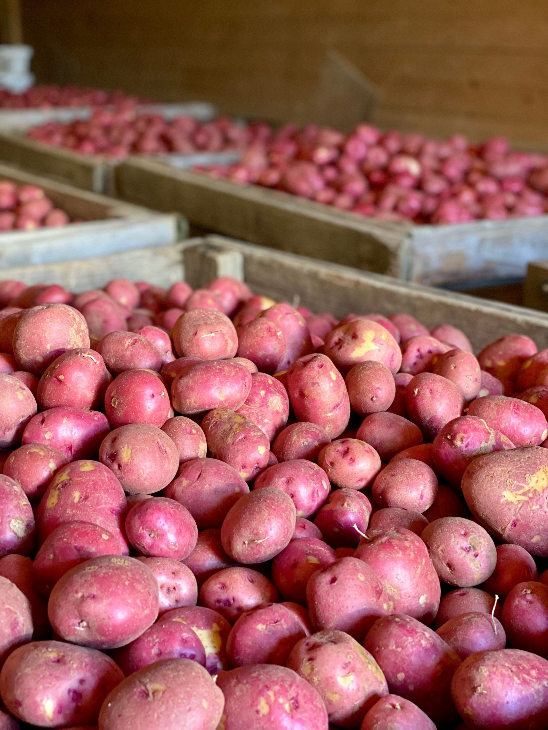 Boxes of red potatoes from Thomas Vegetable Farm
