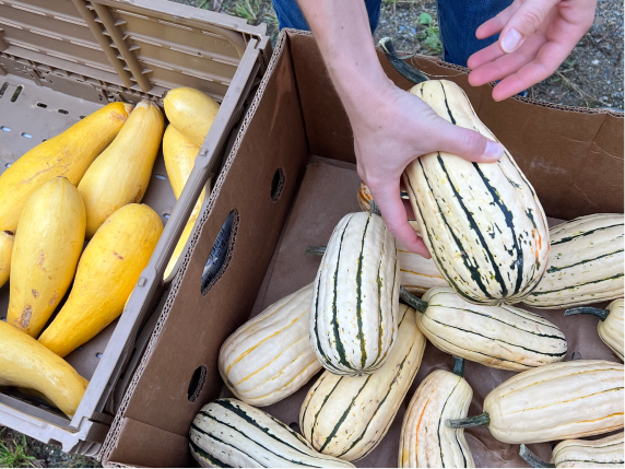 A variety of fresh gourds. 