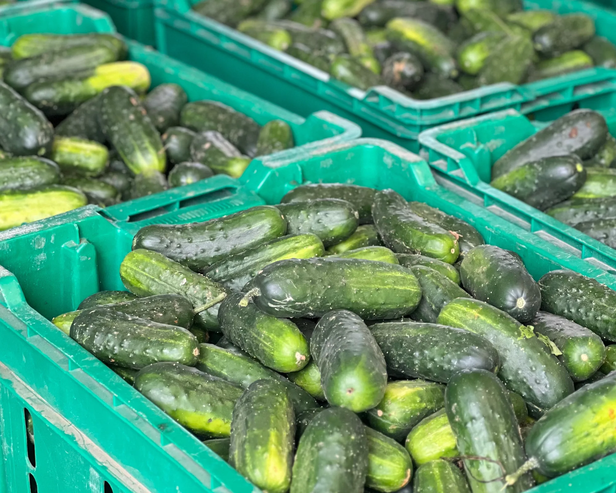 Green plastic crates filled with fresh cucumbers, stacked closely together at what appears to be a market or store.