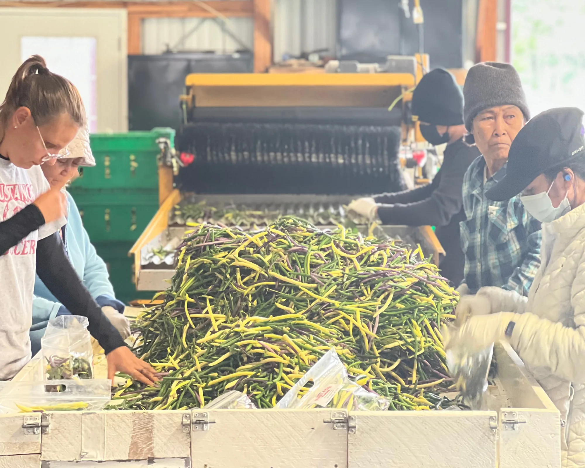 Several people sort and pack fresh green beans on a conveyor belt in a factory setting, wearing gloves and protective gear.