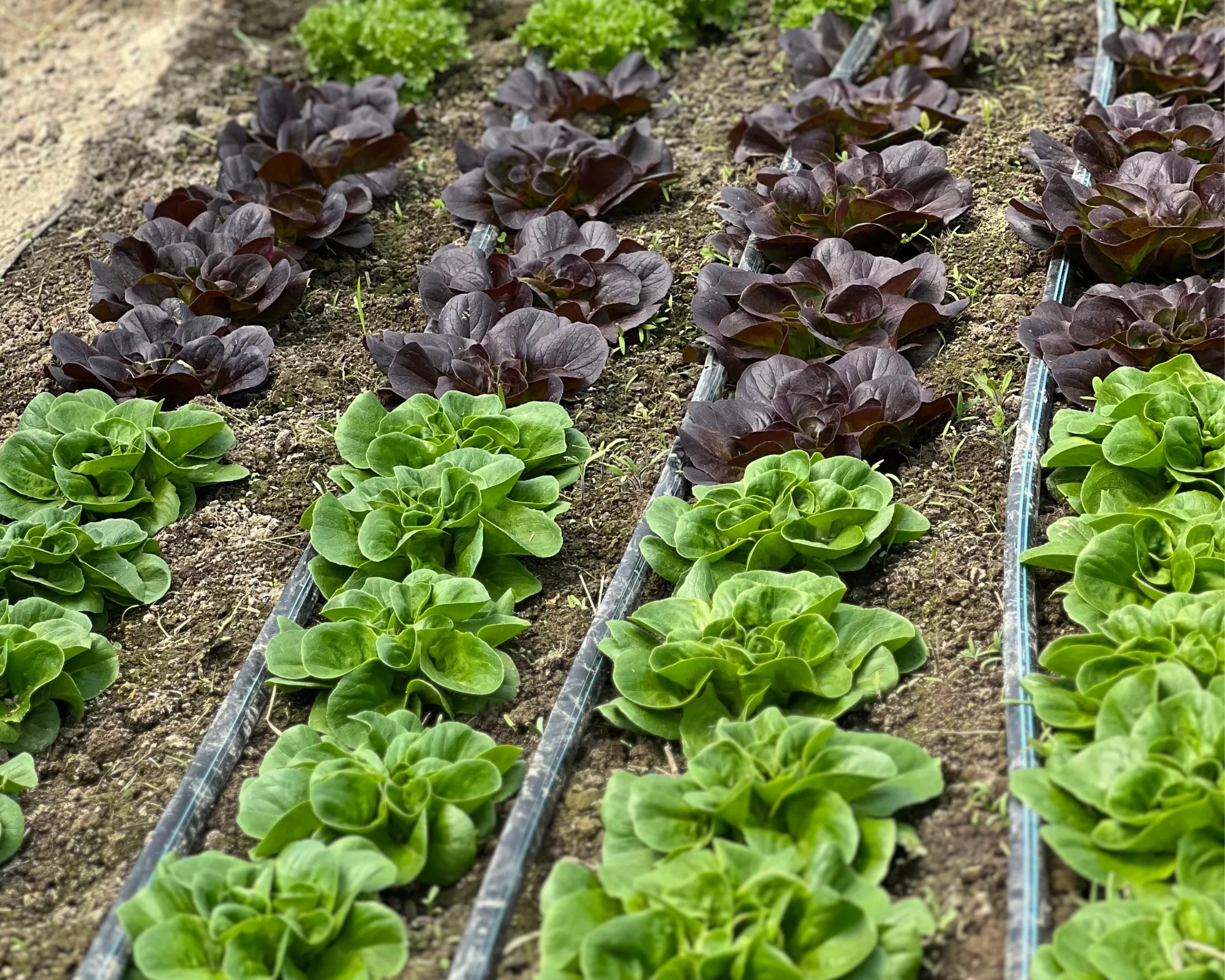 Rows of green and dark purple lettuce plants growing in soil, separated by narrow irrigation pipes in a vegetable garden.