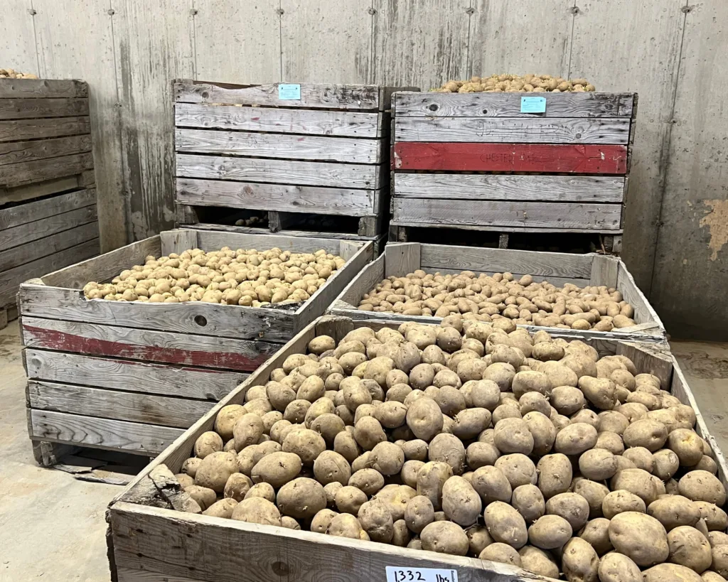 Large wooden crates filled with harvested potatoes of various sizes are stacked and arranged inside a storage area with concrete walls.