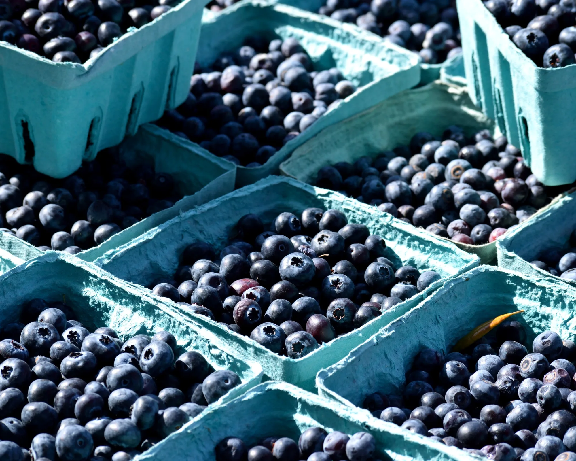 Close-up of several teal cartons filled with fresh blueberries, arranged closely together with some berries spilling over.