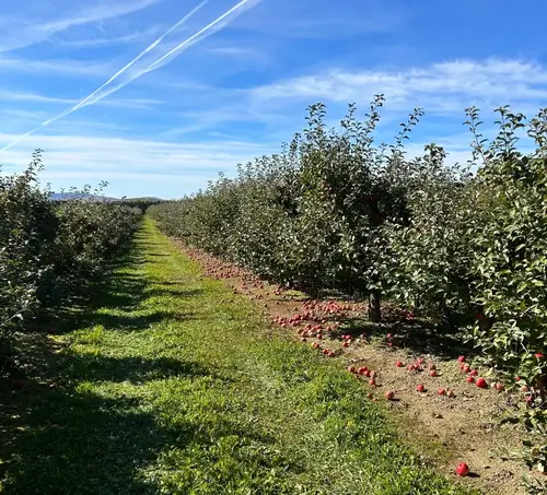 Rows of apple trees with red apples scattered on the ground on a sunny day, under a blue sky with white clouds.