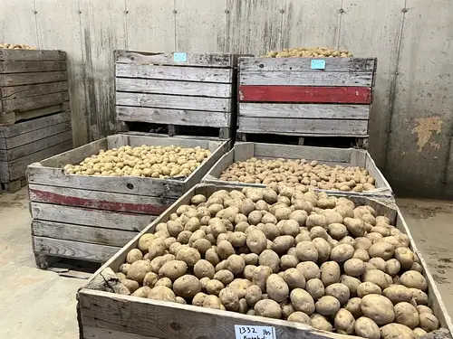 Large wooden crates filled with harvested potatoes are stacked in a storage room with a concrete wall in the background.