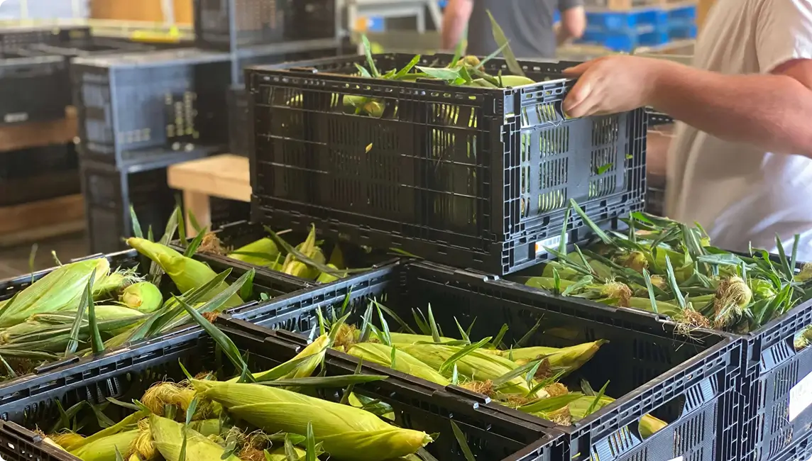 Person lifting a black crate filled with fresh corn cobs; several crates of corn stacked nearby in a warehouse setting.